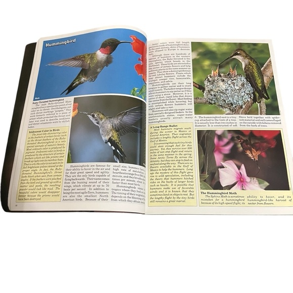 Birds of the Northeast by Winston Williams - Picture 5 of 6